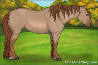 Horse Color:Red Dun