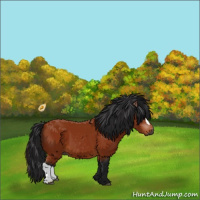Horse Color:Gray Bay 