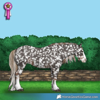 Horse Color:Liver Chestnut Sabino Splash Appaloosa 