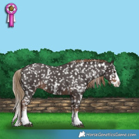 Horse Color:Liver Chestnut Sabino Splash Appaloosa 