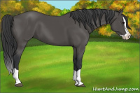 Horse Color:Black Splash 