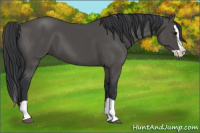 Horse Color:Black Splash 