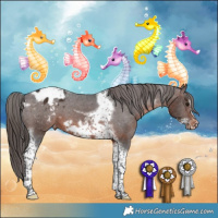 Horse Color:Brown Tobiano Frame Appaloosa 