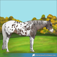 Horse Color:Silver Brown Sabino Tobiano Appaloosa 