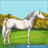 Horse Color:Cremello Splash and Gray Cremello Splash