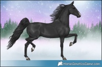 Horse Color:Black 
