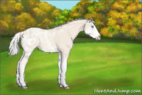Horse Color:Cremello Splash  and Cremello Splash Appaloosa 