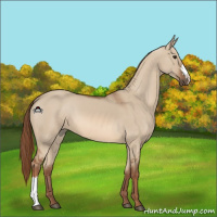 Horse Color:Red Dun 