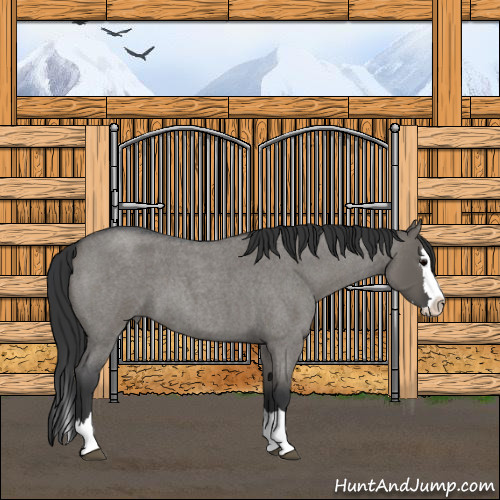 Horse Color:Grullo Roan Sabino Splash 