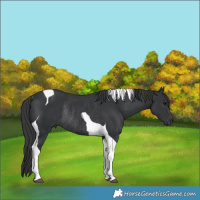 Horse Color:Black Tobiano Rabicano 