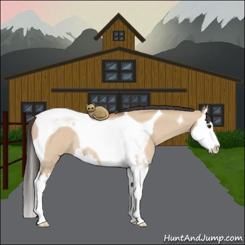 Horse Color:Bay Roan Dun Splash Tobiano Rabicano 