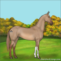 Horse Color:Red Dun 