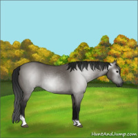 Horse Color:Gray Grullo Tobiano 