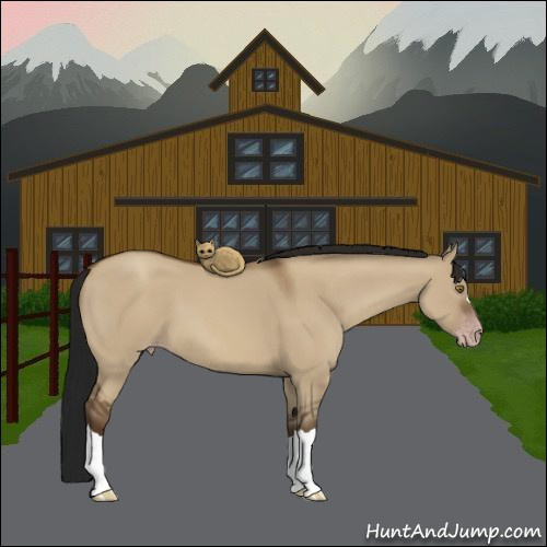 Horse Color:Gray Classic Champagne Dun 
