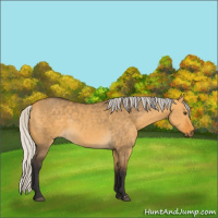 Horse Color:Silver Buckskin Dun 