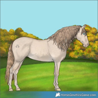 Horse Color:Perlino Dun 