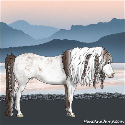 Horse Color:Classic Champagne Sabino Rabicano 