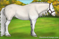 Horse Color:Cremello Splash  and Cremello Splash Rabicano 