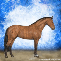 Horse Color:Bay  and Bay 