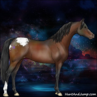 Horse Color:Brown Appaloosa 
