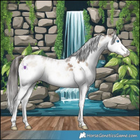 Horse Color:White Spotted Liver Red Dun Onyx Splash Near Leopard 