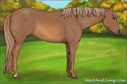 Horse Color:Unknown 