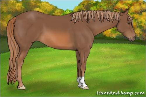 Horse Color:Unknown 
