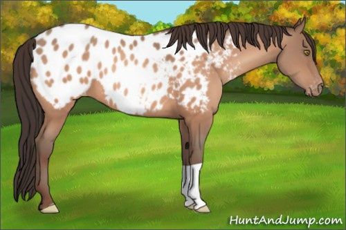 Horse Color:Unknown 