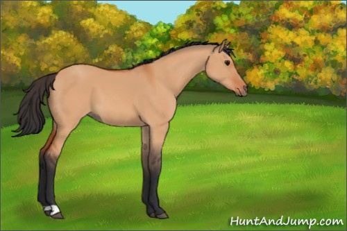 Horse Color:Unknown 
