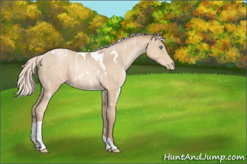 Horse Color:Unknown 