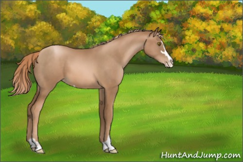 Horse Color:Unknown 