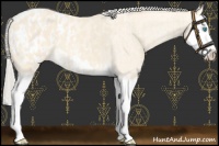 Horse Color:Cremello Splash  and Cremello Splash Blanket 