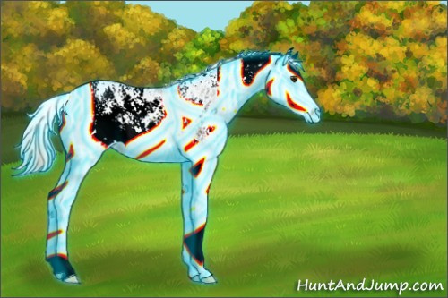 Horse Color:Unknown 