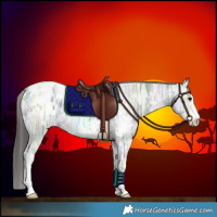 Horse Color:Black Ice Sabino Appaloosa Rabicano 