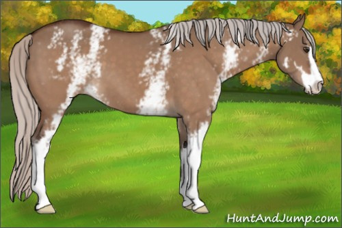 Horse Color:White Spotted Silver Brown Dun Sabino 