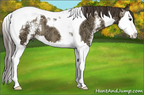 Horse Color:White Spotted Smoky Grullo Ice Splash Tobiano Appaloosa 