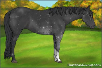 Horse Color:Black Tobiano 