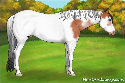 Horse Color:Bay Splash Tobiano Frame Appaloosa 