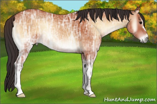 Horse Color:Bay Ice Onyx 