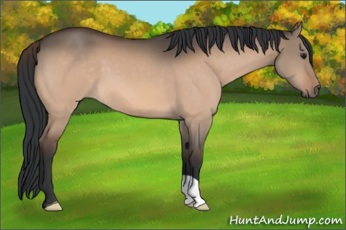 Horse Color:Brown Dun 