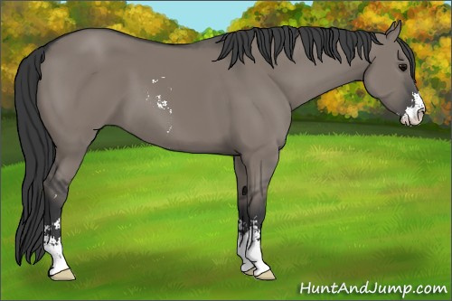 Horse Color:Grullo Sabino 