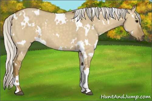 Horse Color:White Spotted Silver Smoky Grullo 