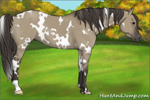 Horse Color:White Spotted Smoky Grullo 