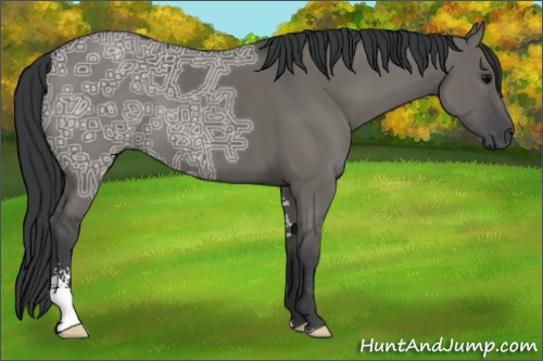 Horse Color:Grullo Ice Sabino 