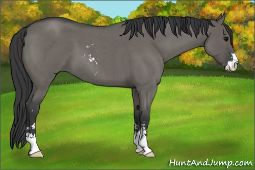 Horse Color:Grullo Roan Sabino 
