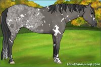 Horse Color:White Spotted Grullo Ice 