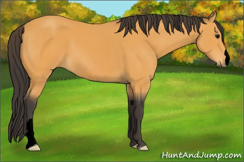 Horse Color:Void Buckskin 