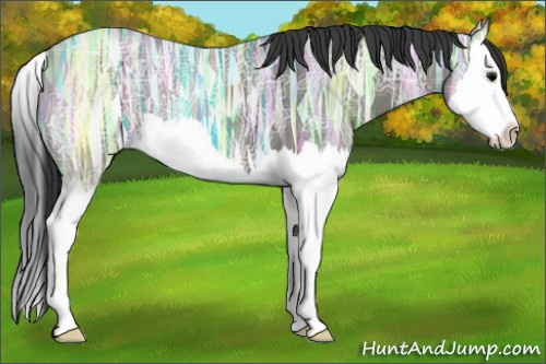 Horse Color:Grullo Ice Splash 