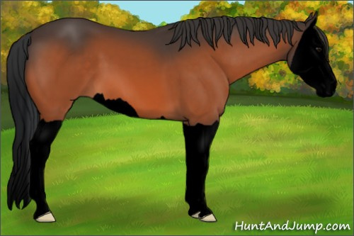 Horse Color:Void Bay Splash 