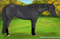 Horse Color:Void Black 